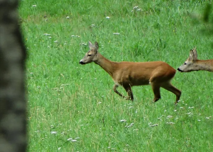 Bed and Breakfast Haus Sonnblick