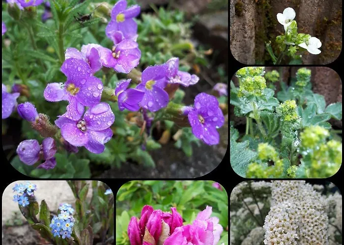 Bed and Breakfast Haus Sonnblick *